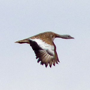 Great Bustard - Otis tarda © John Muddeman